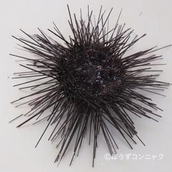 ガンガゼ | その他生物 | 市場魚貝類図鑑