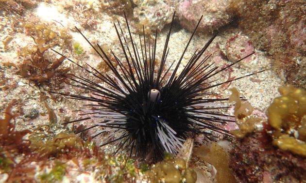 アオスジガンガゼ その他生物 市場魚貝類図鑑