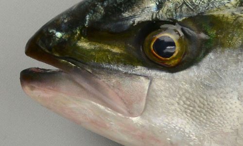 ブリ 魚類 市場魚貝類図鑑 ブリ 魚類 市場魚貝類図鑑