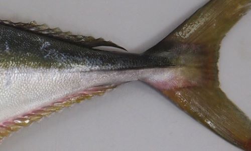 ブリ 魚類 市場魚貝類図鑑 ブリ 魚類 市場魚貝類図鑑