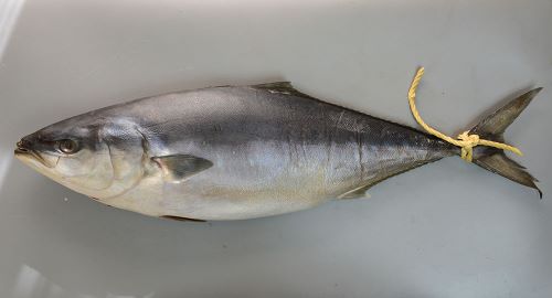 ブリ 魚類 市場魚貝類図鑑