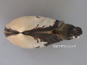 クリックで拡大表示