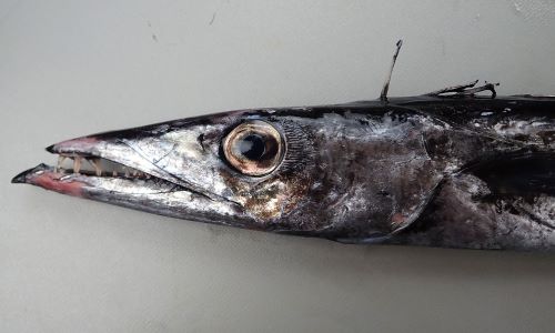 クロタチカマス 魚類 市場魚貝類図鑑 クロタチカマス 魚類 市場魚貝類図鑑