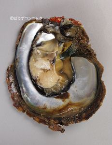 クロチョウガイ 軟体 市場魚貝類図鑑