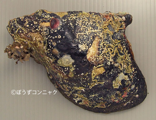 マベ (マベガイ) | 市場魚貝類図鑑