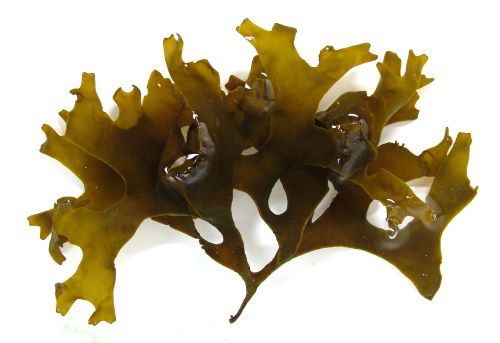 アトリエ天山堂 魚譜 日本料理盛付精撰 日本食用魚介藻大図鑑