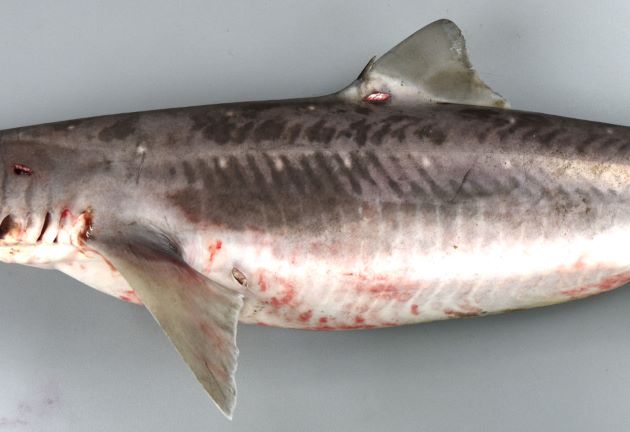 典型的なサメ型で第一背鰭の先端に強い棘がある。胸鰭内角は第1背鰭よりも前方にある。体表に細かな白くて丸い斑文が散らばる。