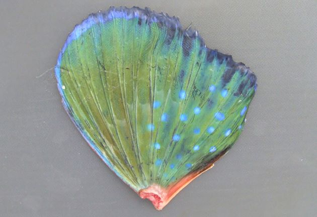 ホウボウの胸鰭は大きく、コバルトグリーンでとても美しい。