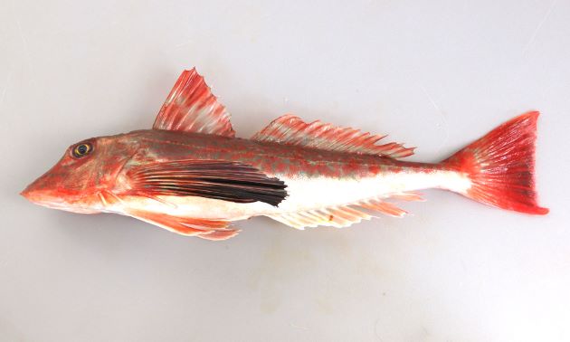 40cm SL 前後になる。頭部の断面は四角く細長い。胸鰭は翼状で大きい。胸鰭下部の３つの軟条が昆虫の脚のように分離している。鳴く魚。稚魚期には黒く、若魚から成魚へと赤くなる。