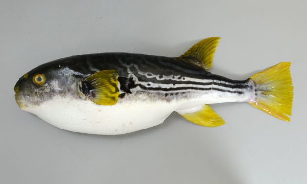 55cm SL 前後になる。腹鰭がなく、典型的なフグ型。背中に黒と白の斜め後方に下がる縞模様があり、鰭が黄色い。胸鰭の後方に黒い斑紋はない。