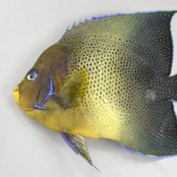サザナミヤッコ | 魚類 | 市場魚貝類図鑑