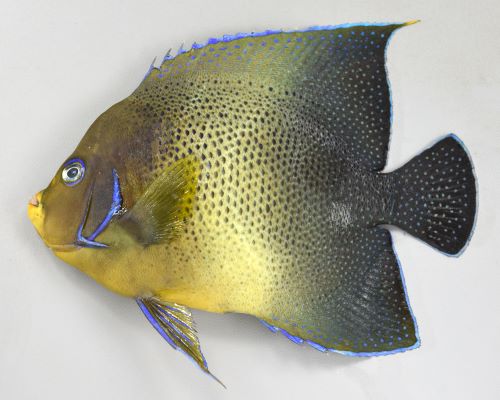 ヤッコ様　 ① サザナミヤッコ | 魚類 | 市場魚貝類図鑑