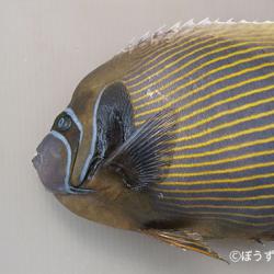 タテジマキンチャクダイ | 魚類 | 市場魚貝類図鑑