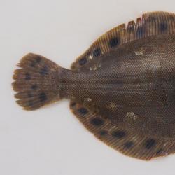 ホシガレイ 魚類 市場魚貝類図鑑