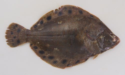 ホシガレイ | 魚類 | 市場魚貝類図鑑