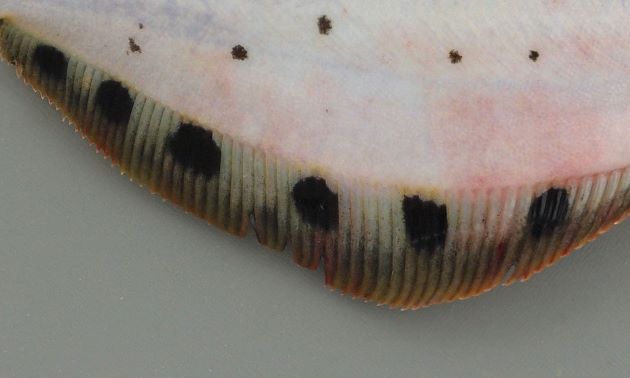 鰭の黒い斑紋は丸く、マツカワガレイのように帯状にならない。