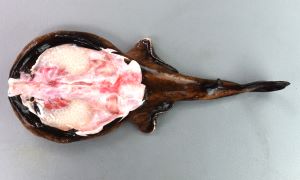 クリックで拡大表示