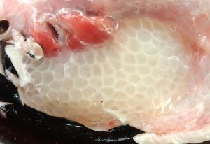 クリックで拡大表示