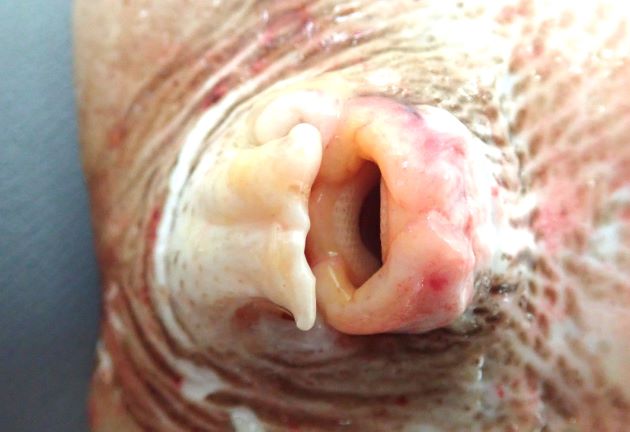37cm TL 前後になる。背鰭は１。吻は尖らず直線的。頭部眼の左右に重箱式に重なる多角形の発電器官がある。柔らかく全体にぶよぶよしており。腹鰭は体盤下から始まる。背鰭は１基。眼は突出し噴水口周囲も隆起する。