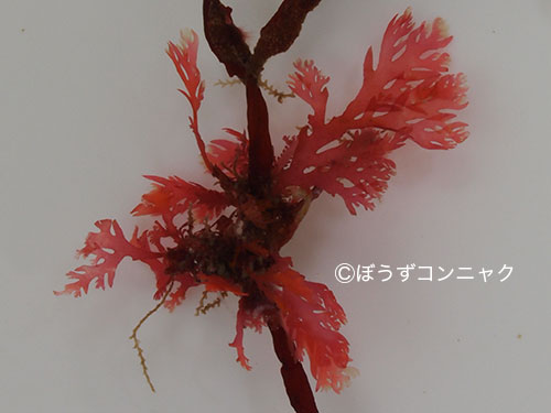 ヒロハタマイタダキ 海藻 植物 市場魚貝類図鑑