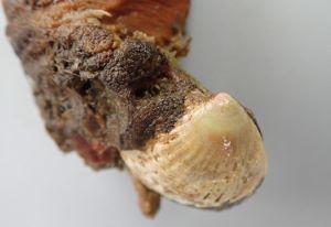 クリックで拡大表示