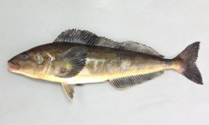 ホッケのサムネイル写真