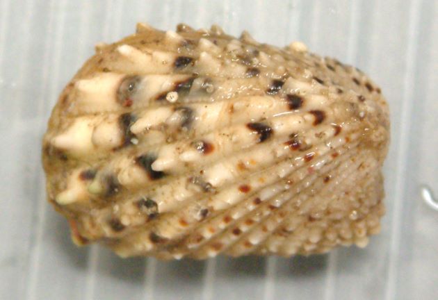 25mm SL 前後になる。前後に長い長方形で貝殻に強い畝状の放射肋がある。放射肋上に褐色の斑がある。