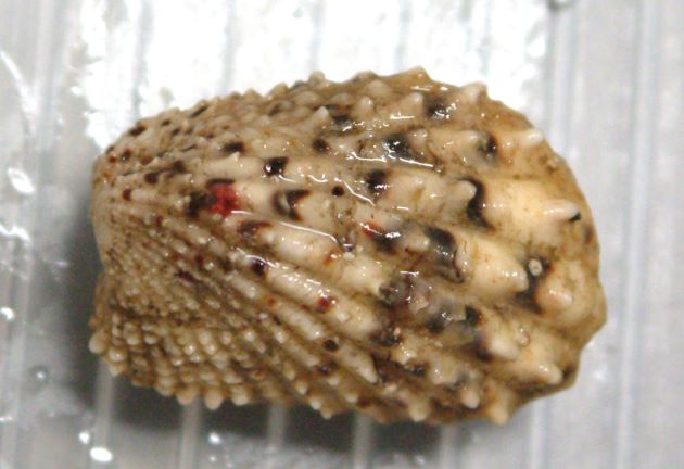 25mm SL 前後になる。前後に長い長方形で貝殻に強い畝状の放射肋がある。放射肋上に褐色の斑がある。