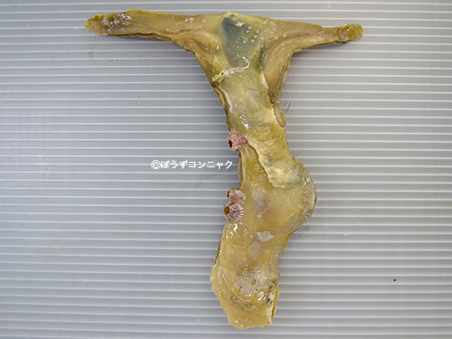 シュモクガイ 軟体 市場魚貝類図鑑 シュモクガイ 軟体 市場魚貝類図鑑