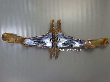 内側には乳白色と黒紫色の文様が走る。これがとても美しい。