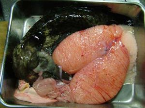 クリックで拡大表示 ホテイウオの卵