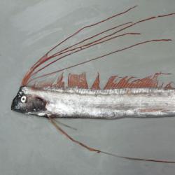 お魚 ジェックス 金魚元気プロバイオケアフード沈下性（4972547043269
