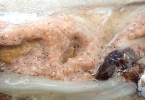 クリックで拡大表示