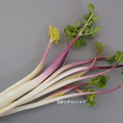 ハマボウフウ 海藻 植物 市場魚貝類図鑑