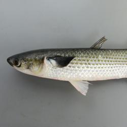 ボラ 魚類 市場魚貝類図鑑