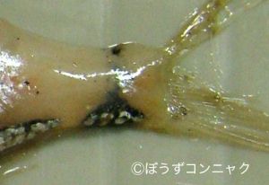 クリックで拡大表示