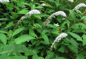 クリックで拡大表示