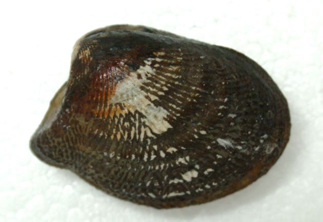 殻長3cm前後になる。貝殻に前後に分かれる放射肋がある。［新潟県上越市産］