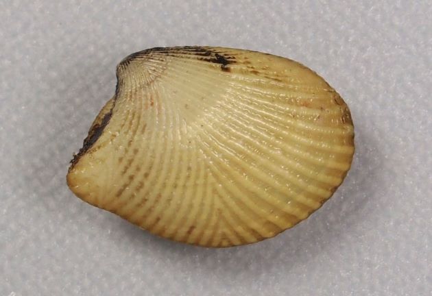 殻長3cm前後になる。貝殻に前後に分かれる放射肋がある。［鹿児島県鹿児島湾産］