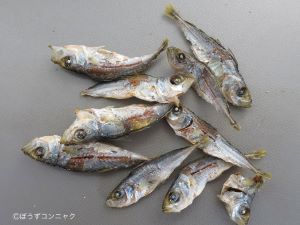 クリックで拡大表示 マアジの煮干し
