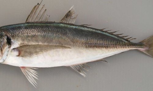 小離鰭がない。稜鱗(「ぜんご」とも硬くトゲトゲしい鱗)は頭部後方から始まり、尾鰭まで続く測線すべてに渡ってある。