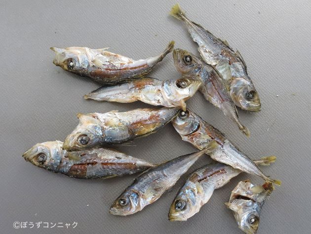 マアジの煮干し