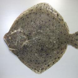 ARABIA 陶板　魚　アラビア　ヒラメ　カレイ ARABIA 陶板 魚 アラビア ヒラメ カレイ - メルカリ