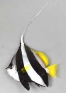ムレハタタテダイのサムネイル写真