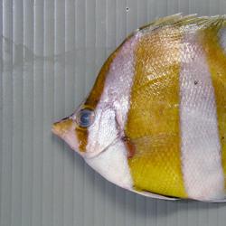 チョウチョウウオ科について 生物一覧ー 市場魚貝類図鑑