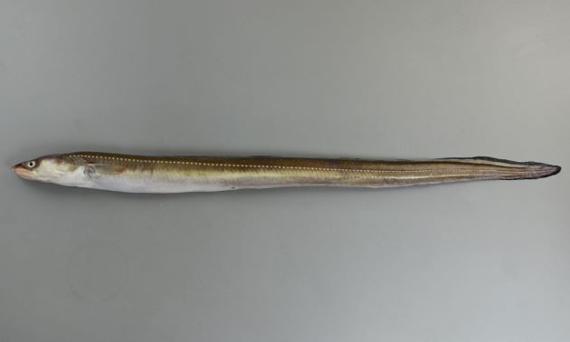 雌（めす）で1m TL、雄（おす）で40cm TLほどになる。腹鰭がなく尾鰭は背鰭・臀鰭との区別がつかない。茶褐色で腹側はやや薄く、白い。側面、側線上だけではなく、側線の上方にも白いまばらな斑点が並んでいる。白目が大きい。