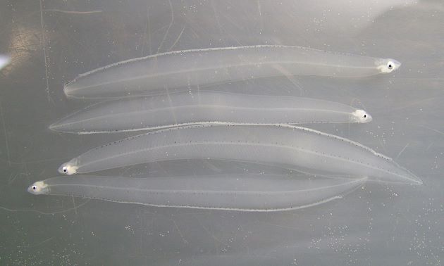 レプトセファルス（レプトケパルス　柳の葉のような形の仔魚。葉形仔魚）は春に沿岸域に押し寄せてくる。
