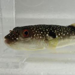 クサフグ 魚類 市場魚貝類図鑑 クサフグ 魚類 市場魚貝類図鑑