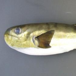 クロサバフグ 魚類 市場魚貝類図鑑 クロサバフグ 魚類 市場魚貝類図鑑