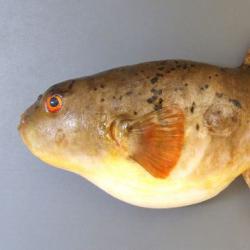 アカメフグ 魚類 市場魚貝類図鑑 アカメフグ 魚類 市場魚貝類図鑑